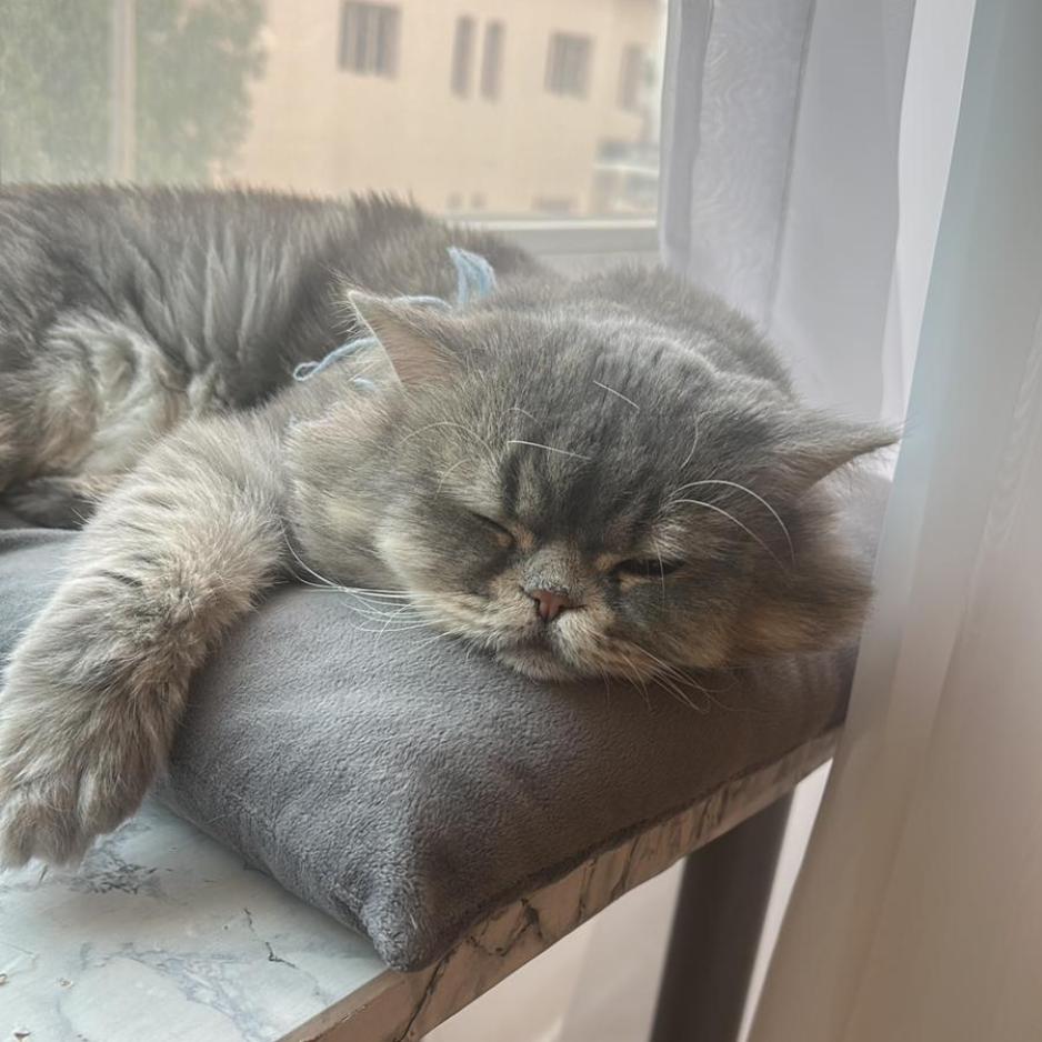Persian / Male / 5 Years Old - Zue For Pet Supplies Co.