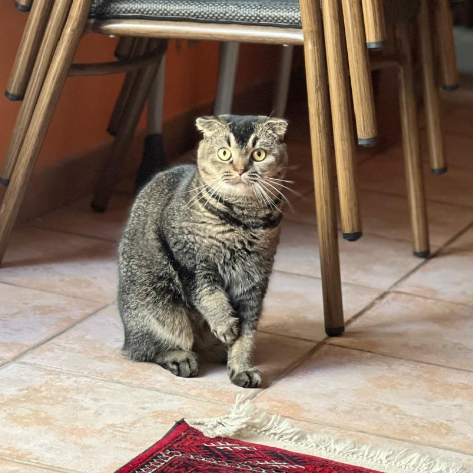 Scottish Fold (dark chinchilla coat) - Zue For Pet Supplies Co.