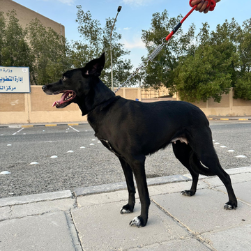 Borador / Female / 7 Years Old