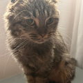 Dodo / Female - Zue For Pet Supplies Co.