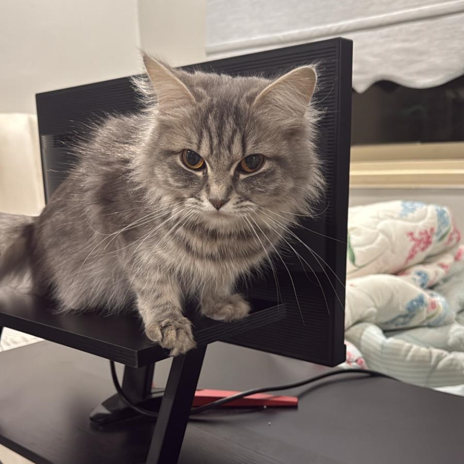Female Cat / 1.5 Years Old - Zue For Pet Supplies Co.