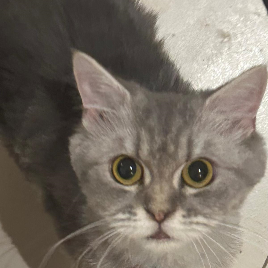 Persian & British Mix - Zue For Pet Supplies Co.