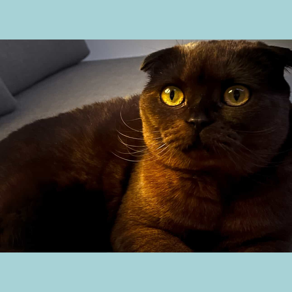 Scottish Fold / Female / 1 Year Old - Zue For Pet Supplies Co.