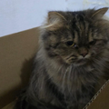 Moochie / Female - Zue For Pet Supplies Co.