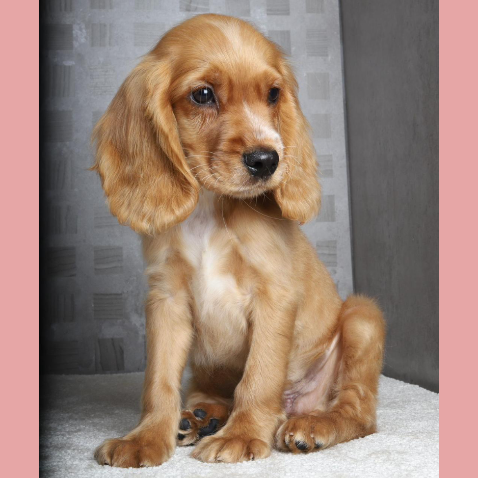 Cocker Spaniel / Female - Zue For Pet Supplies Co.