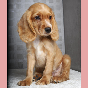 Cocker Spaniel / Female - Zue For Pet Supplies Co.