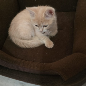 Persian / Male / 3 Months Old