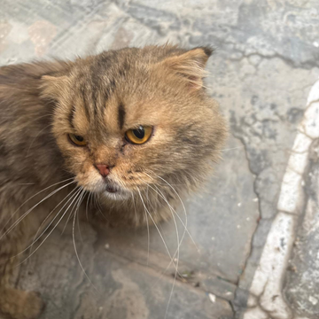 Male / 6-8 Years Old - Zue For Pet Supplies Co.