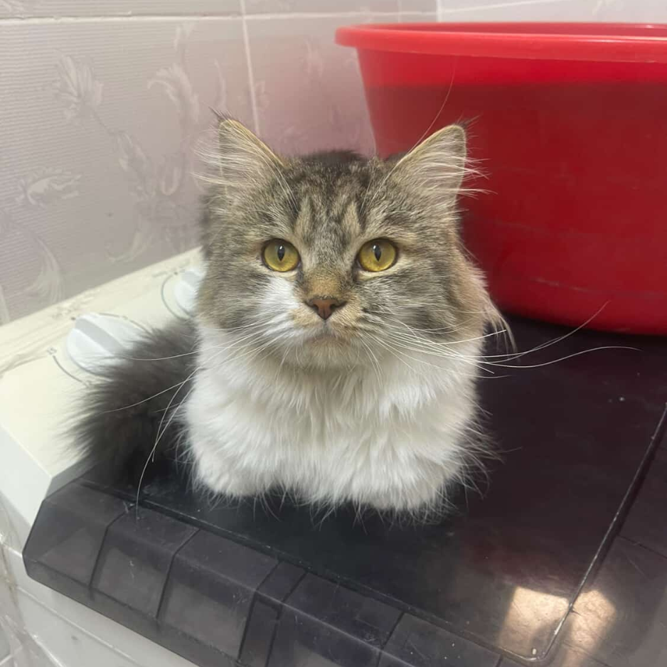 Shirazi & Himalayan / Male & Female