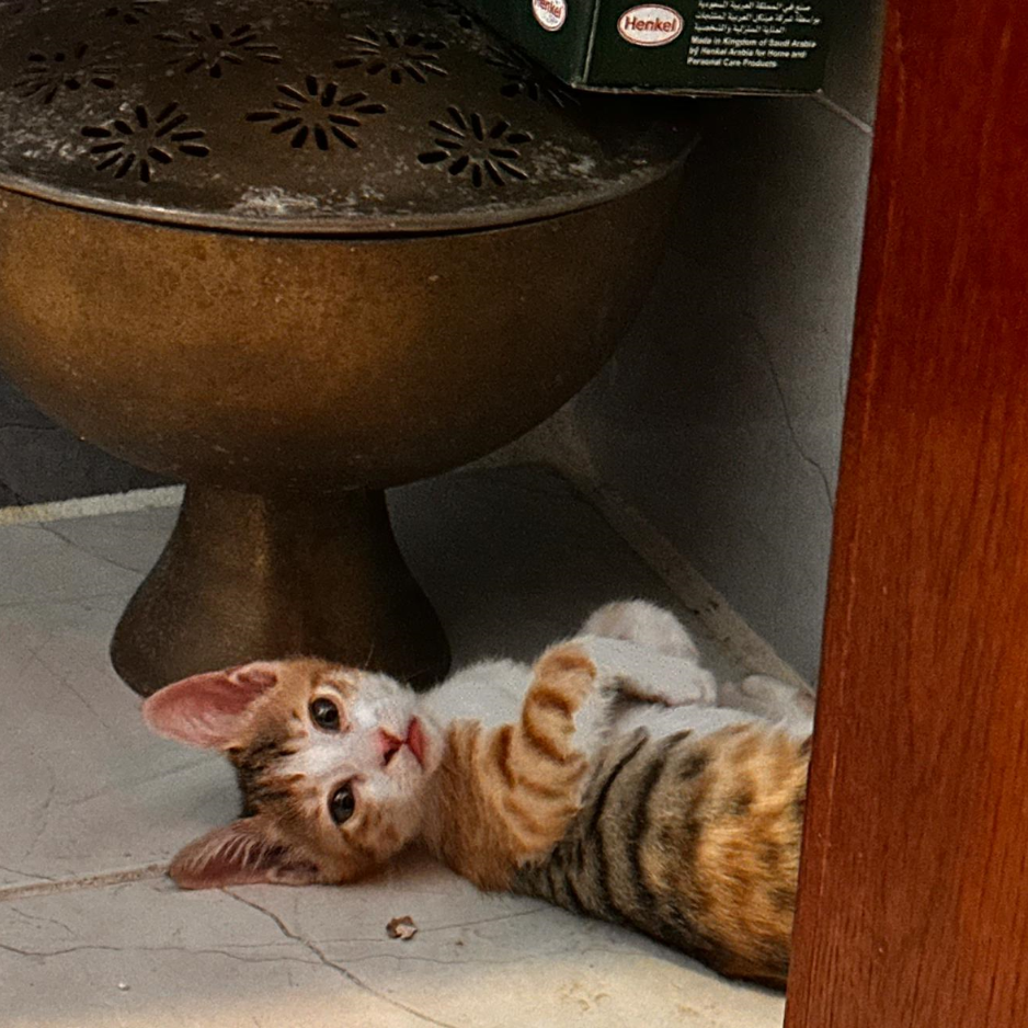 Lucy / 3 Months Old - Zue For Pet Supplies Co.