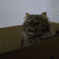 Moochie / Female - Zue For Pet Supplies Co.