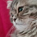 Bobo / Female - Zue For Pet Supplies Co.