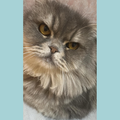 Persian / Male / 5 Years Old - Zue For Pet Supplies Co.