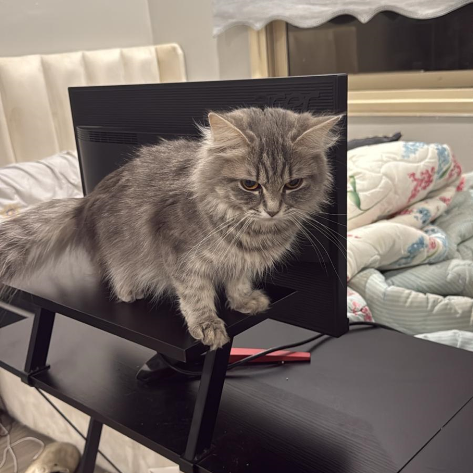 Female Cat / 1.5 Years Old - Zue For Pet Supplies Co.