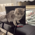 Female Cat / 1.5 Years Old - Zue For Pet Supplies Co.