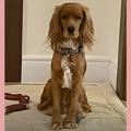 Cocker Spaniel / Female - Zue For Pet Supplies Co.