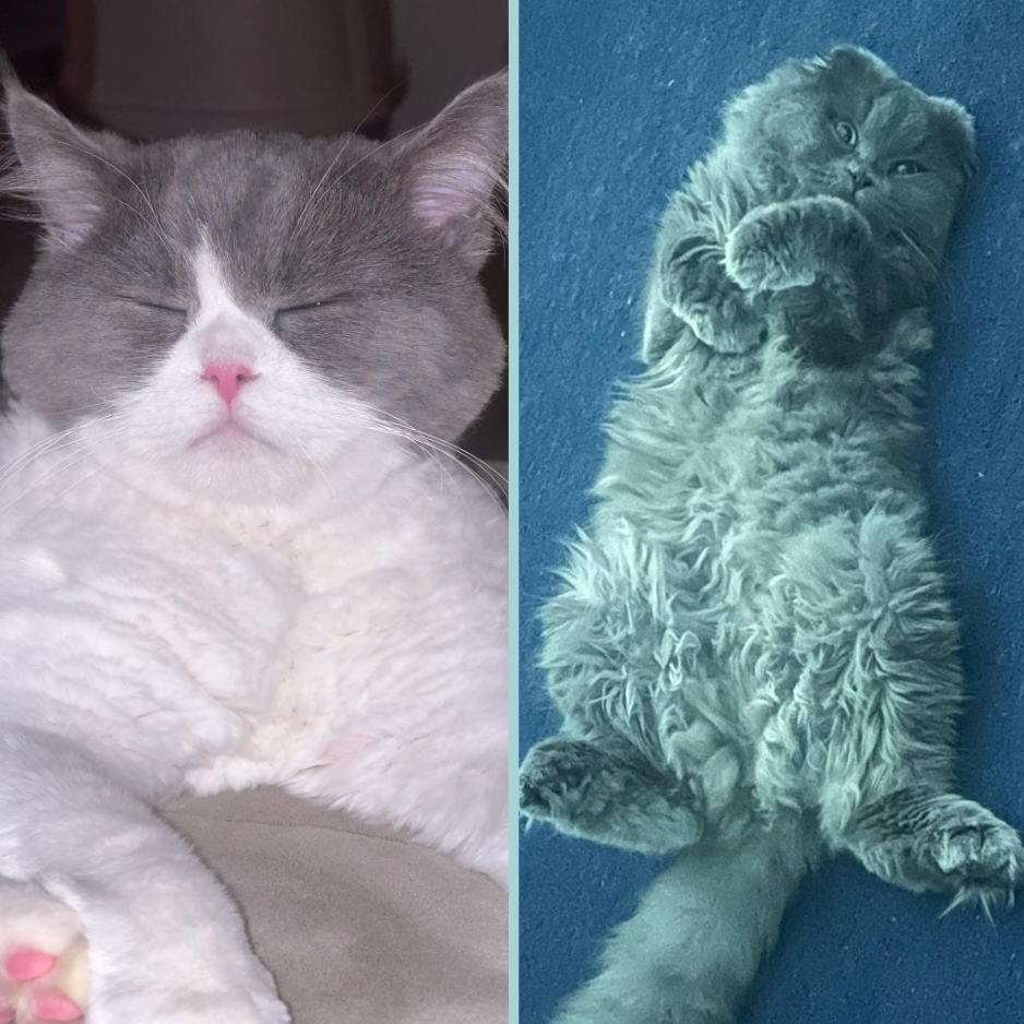 Shirazi & Scottish / Male