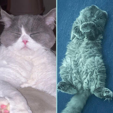 Shirazi & Scottish / Male