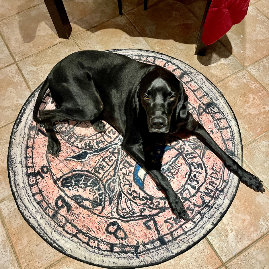 German Shorthaired Pointer (GSP) / Male - Zue For Pet Supplies Co.