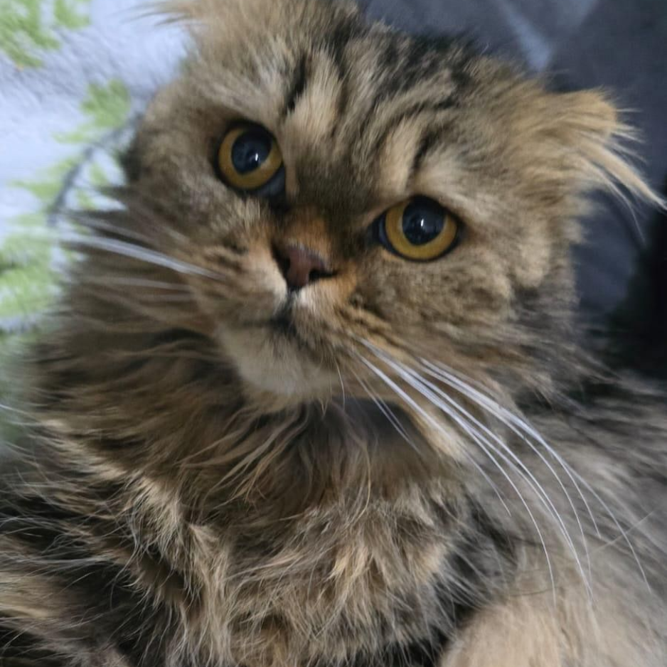 Mimi / Female - Zue For Pet Supplies Co.