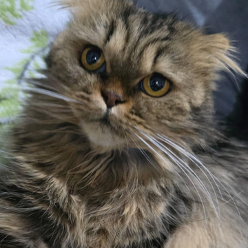 Mimi / Female - Zue For Pet Supplies Co.