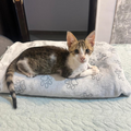 Multiple Cats - Zue For Pet Supplies Co.