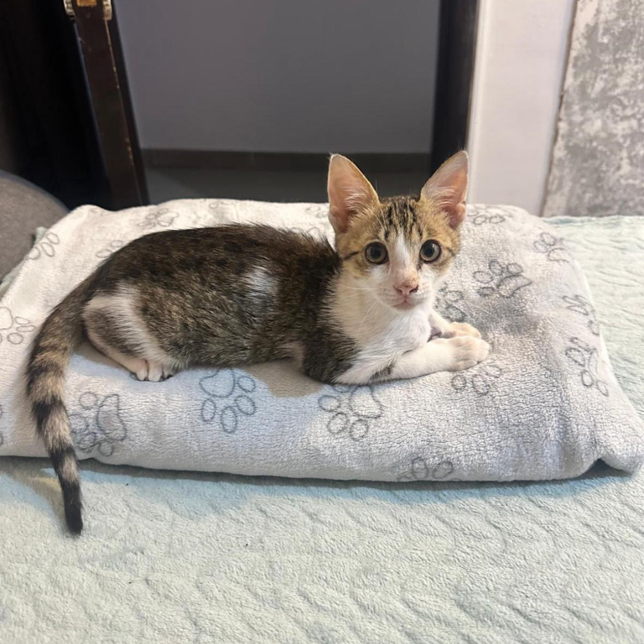 Multiple Cats - Zue For Pet Supplies Co.