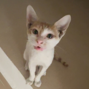 Oriental Cat / Male / 2-3 Months Old - Zue For Pet Supplies Co.