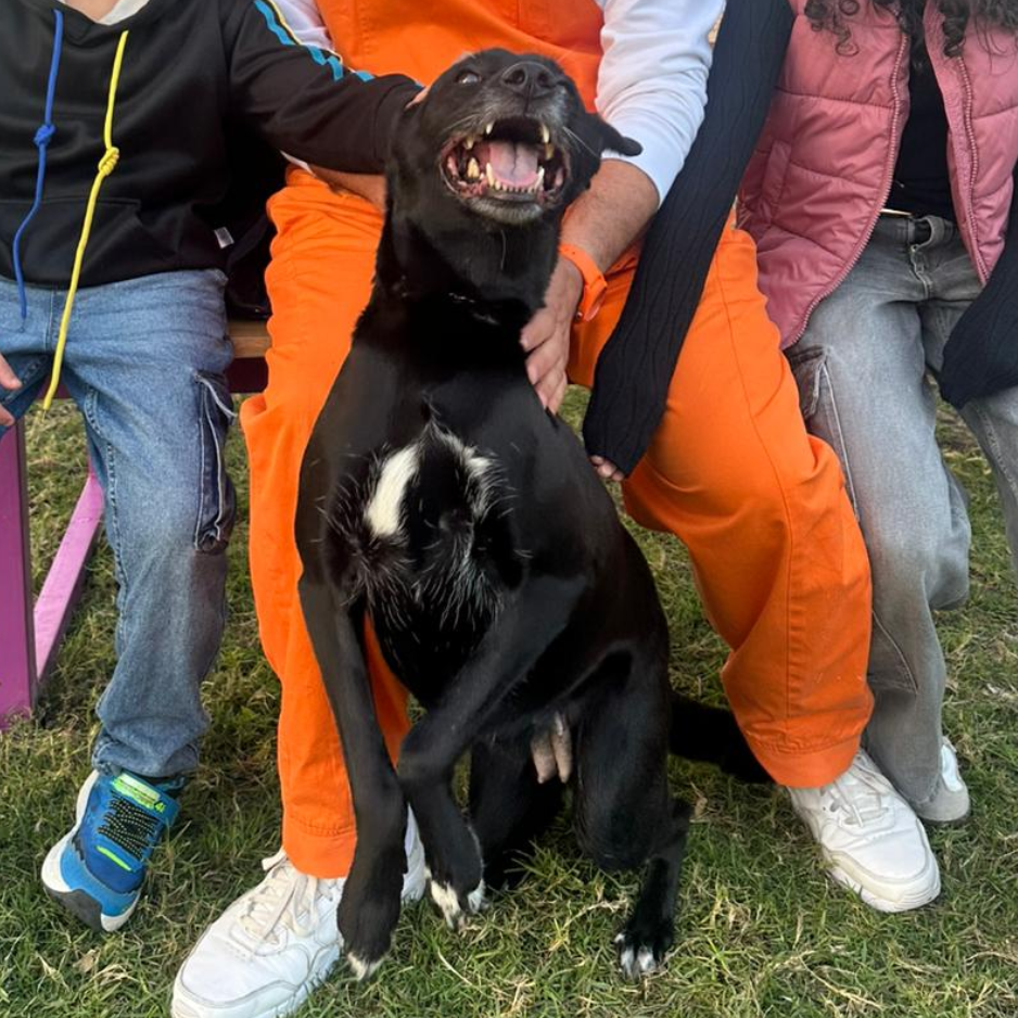 Borador / Female / 7 Years Old