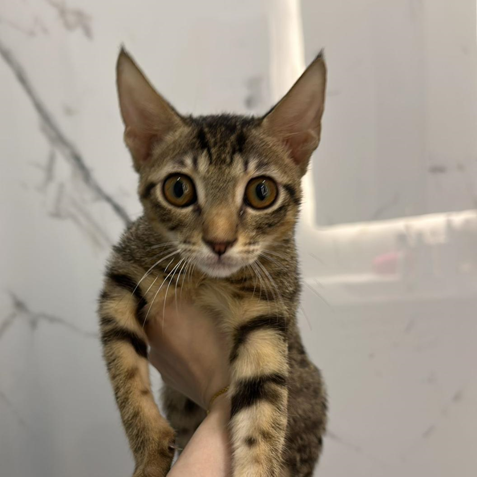 2 Cats / Male & Female / 5 Months Old - Zue For Pet Supplies Co.