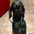 German Shorthaired Pointer (GSP) / Male - Zue For Pet Supplies Co.