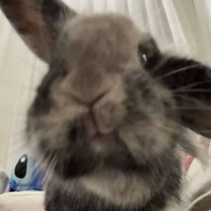 Rabbit / Female / 2 Years Old