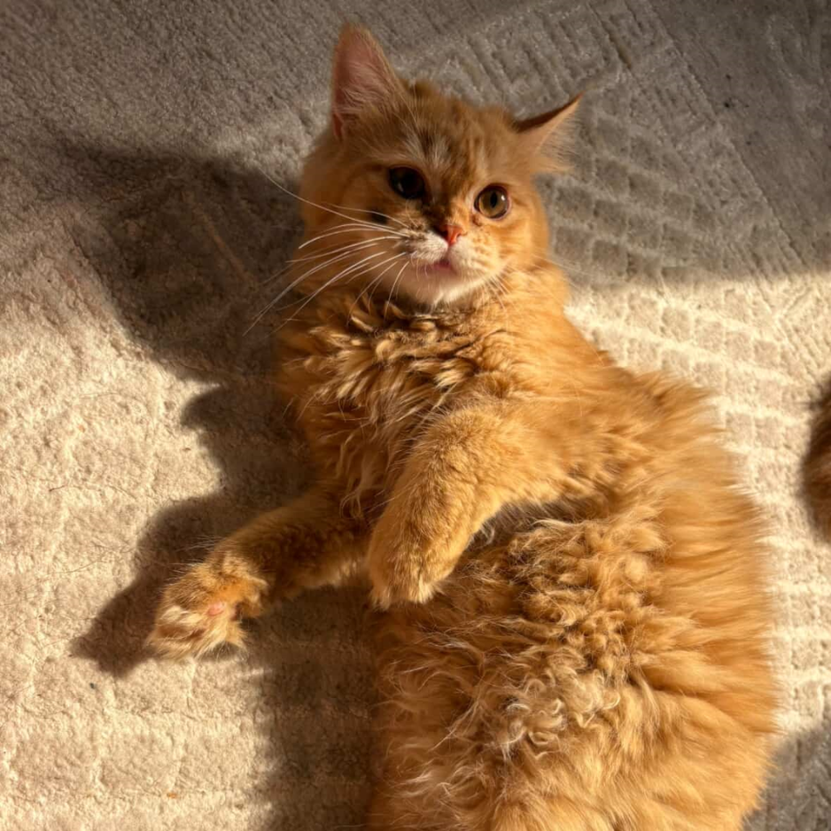 3 Cats / Persian - Zue For Pet Supplies Co.