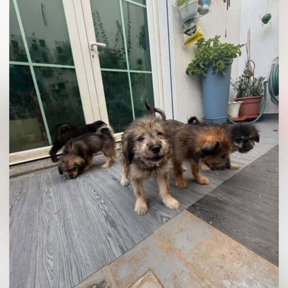 5 Puppies - Zue For Pet Supplies Co.