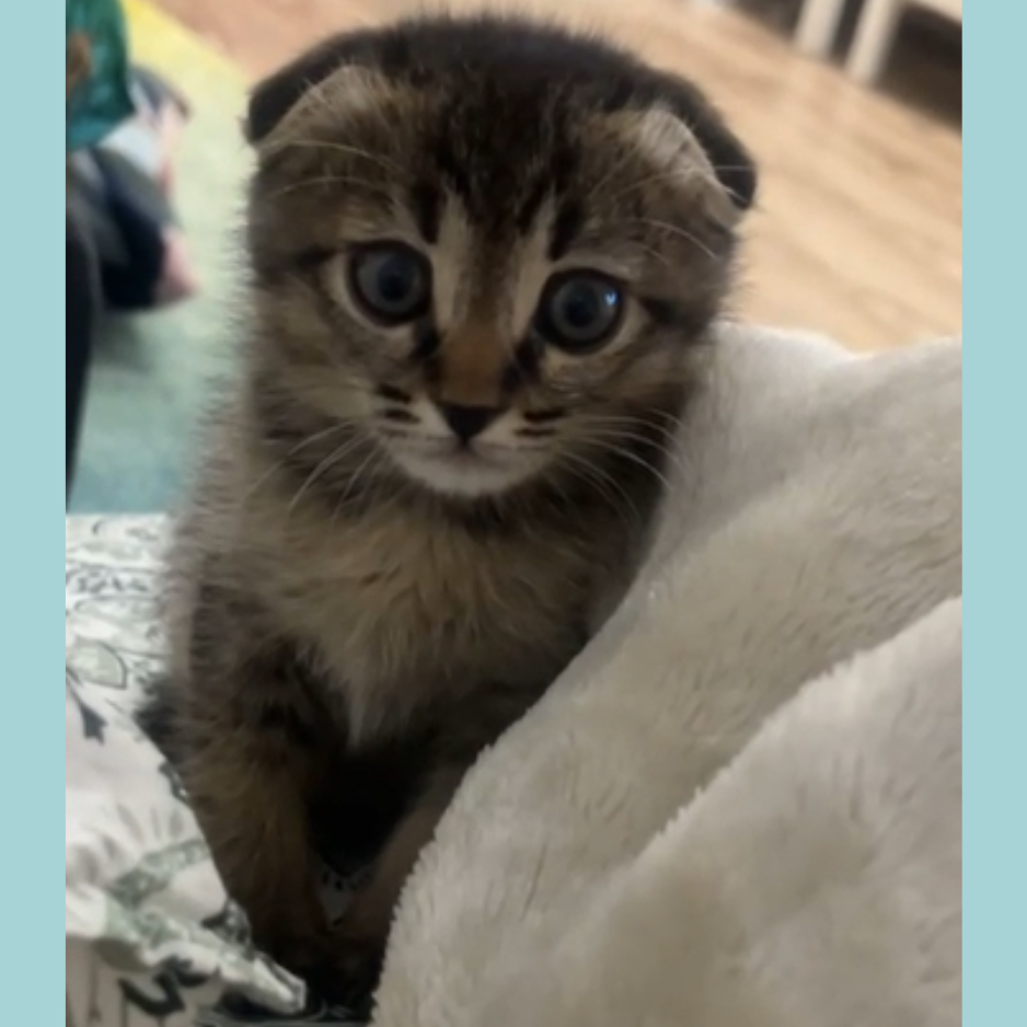Scottish Fold / Male / 3 Months Old