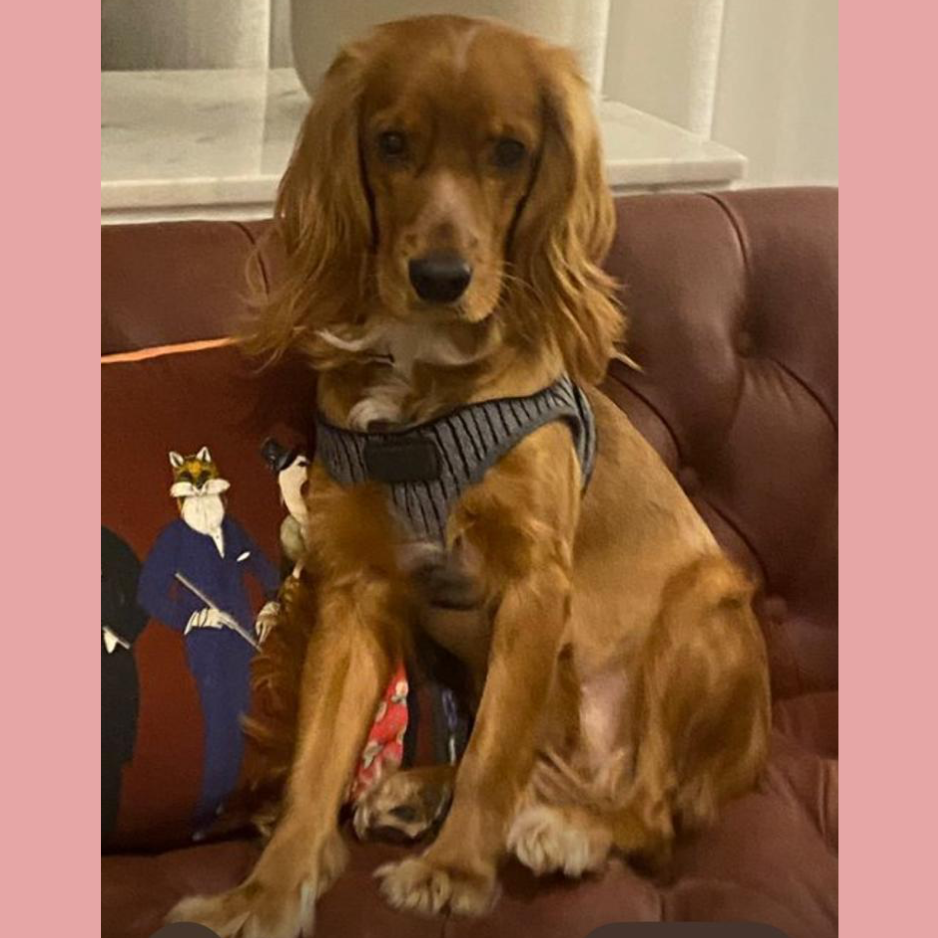 Cocker Spaniel / Female - Zue For Pet Supplies Co.