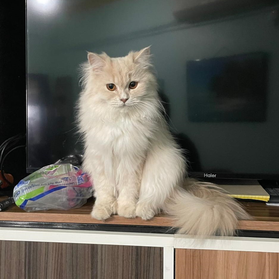 Persian & Turkish Angora Mix