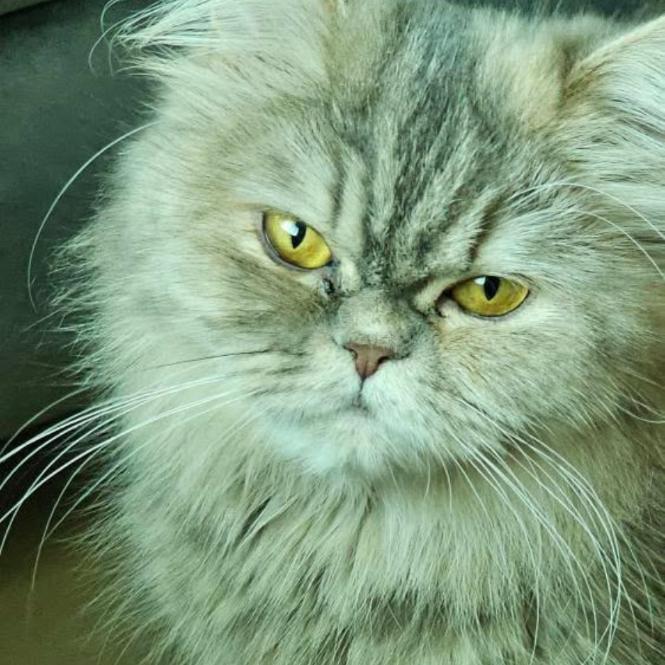 Bobo / Female - Zue For Pet Supplies Co.