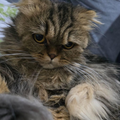 Mimi / Female - Zue For Pet Supplies Co.
