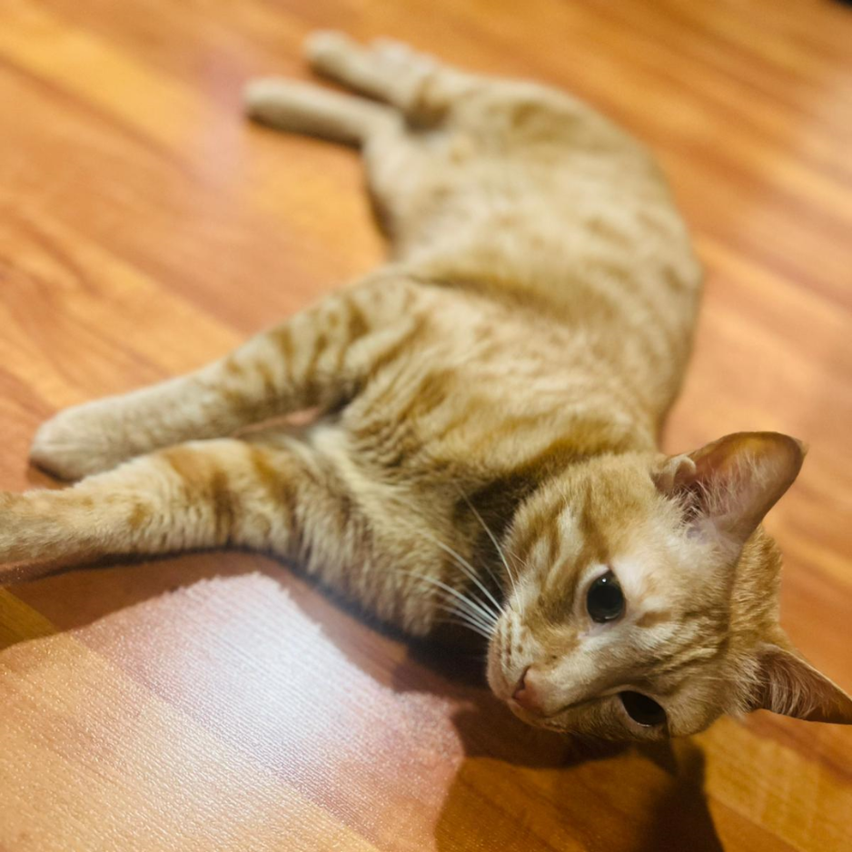 Arabian Cat / Male - Zue For Pet Supplies Co.