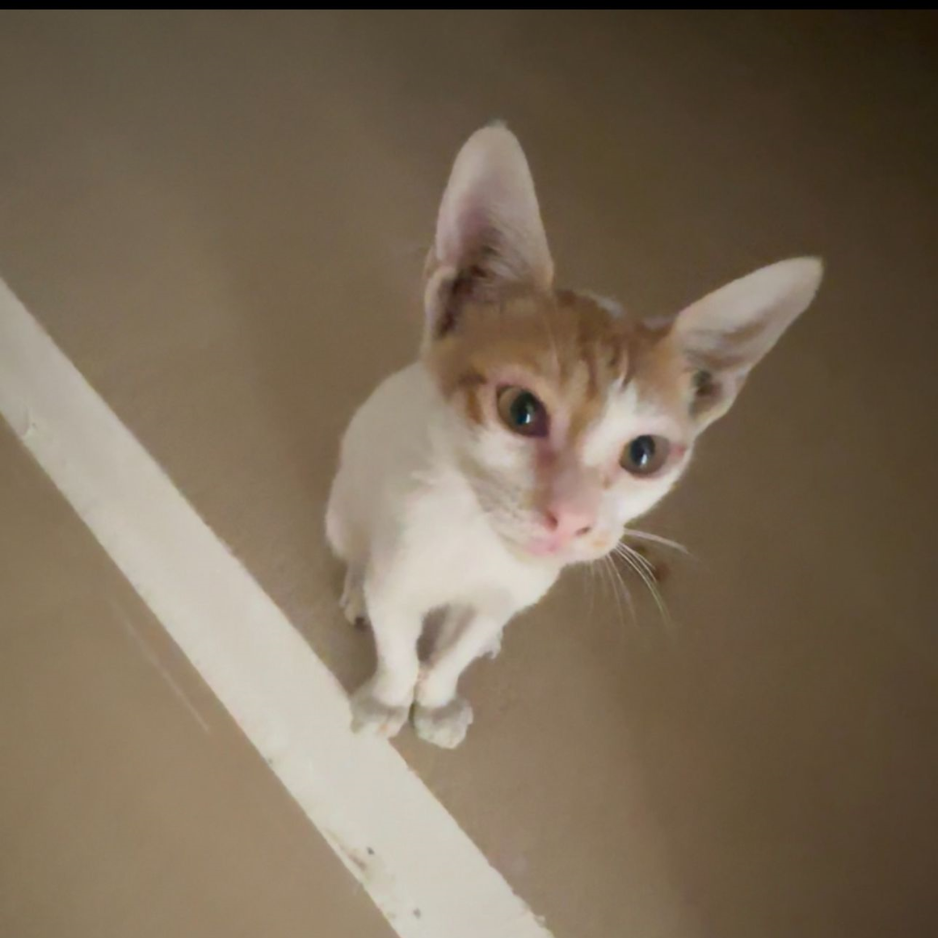 Oriental Cat / Male / 2-3 Months Old - Zue For Pet Supplies Co.