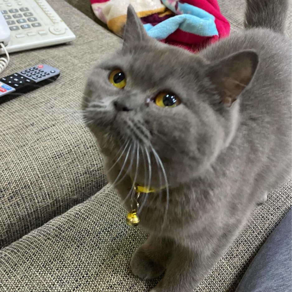 3 British Cats - Zue For Pet Supplies Co.