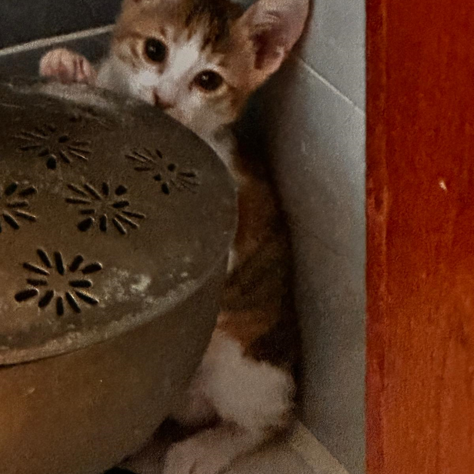 Lucy / 3 Months Old - Zue For Pet Supplies Co.
