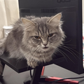 Female Cat / 1.5 Years Old - Zue For Pet Supplies Co.