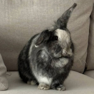 Rabbit / Female / 2 Years Old