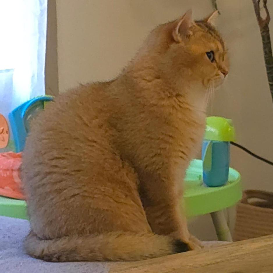 British Cat / 3 Years Old - Zue For Pet Supplies Co.