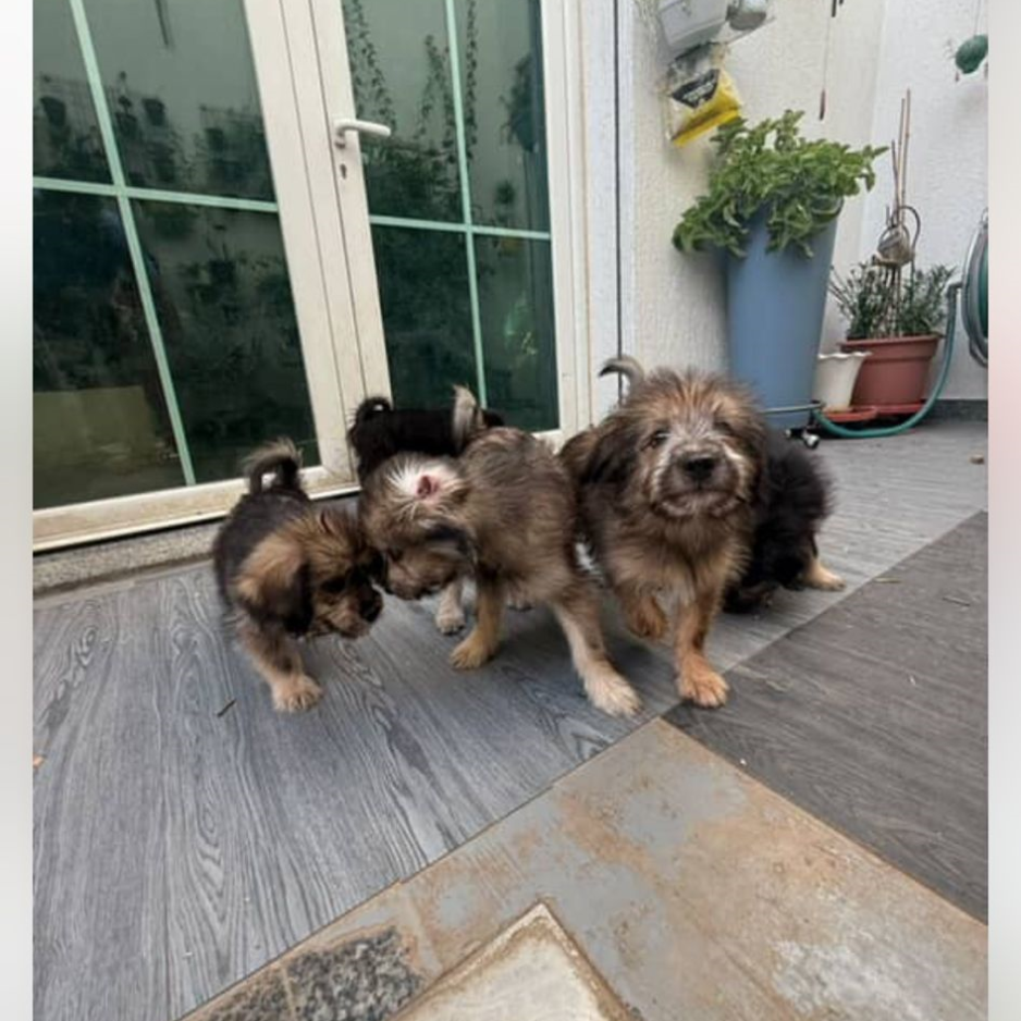 5 Puppies - Zue For Pet Supplies Co.