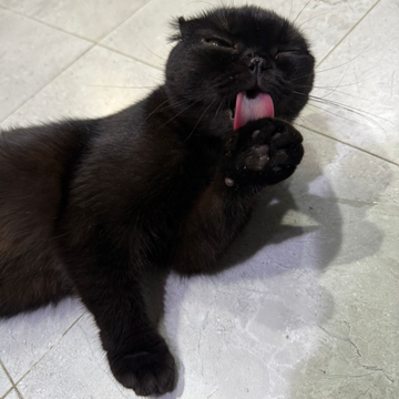 Tota / Scottish Fold - Zue For Pet Supplies Co.