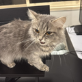 Female Cat / 1.5 Years Old - Zue For Pet Supplies Co.