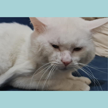 British Shorthair / Male / 2 Years Old - Zue For Pet Supplies Co.